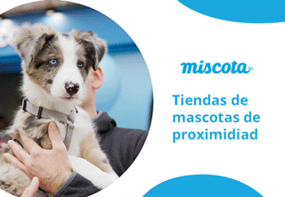 MISCOTA 310x221